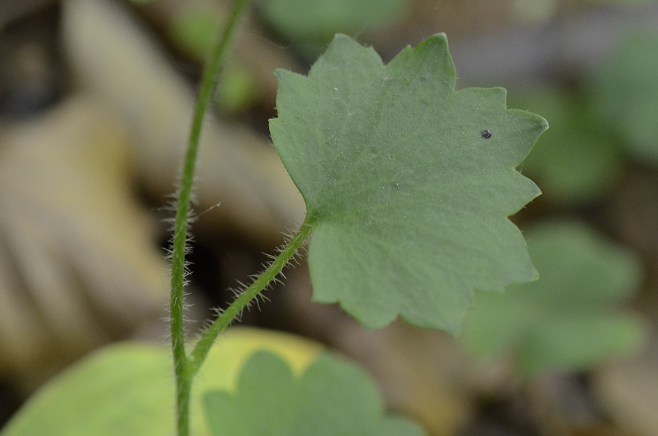 Saxifraga rotundifolia / Saxifraga a foglie rotonde